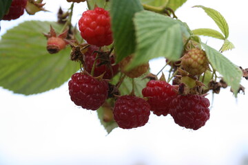 Raspberry | framboise