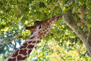 girafe en train de manger