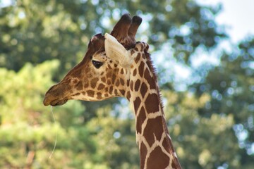 Bébé girafe