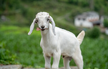 Obraz na płótnie Canvas Baby Goat grazing in the green
