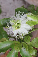 Passion fruit | Fruit de la passion