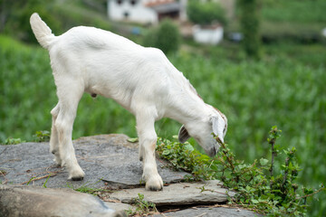 Baby Goat grazing in the green