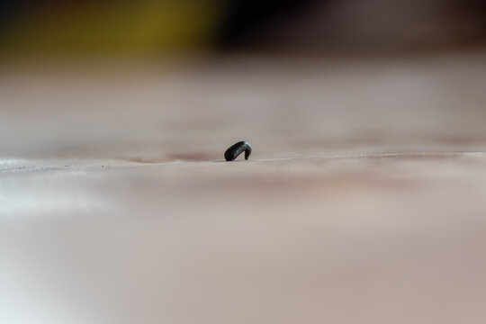 Leech segmented parasitic predatory Worm