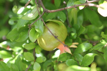 Pomegranate | Grenade