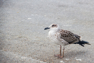 Young yellow legged gull
