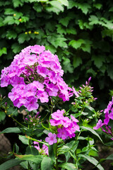 Purple garden Phlox closeup on green garden background