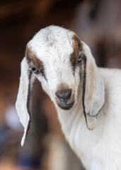Fototapeta premium Baby Goat grazing in the green
