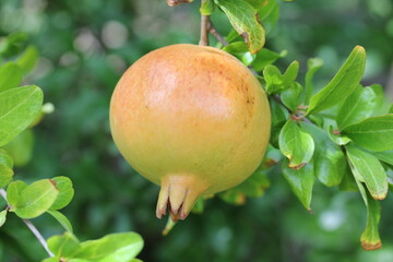 Pomegranate | Grenade