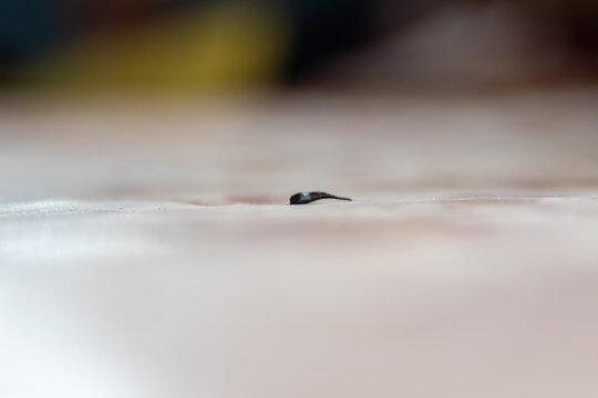 Leech segmented parasitic predatory Worm