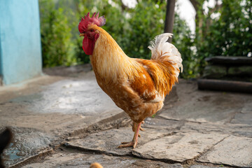 Chicken Rooster in the farm