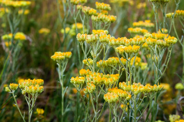 Flowers of helichrysum arenarium closeup68352
