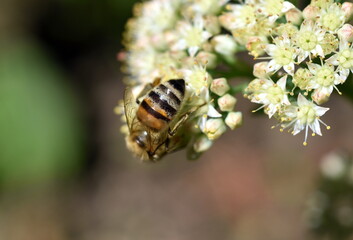 Biene auf einer weißen Fetthenne