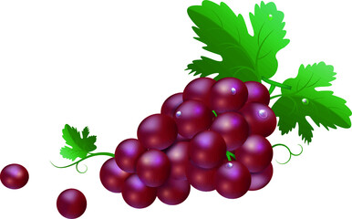 Grapes on a white background vector