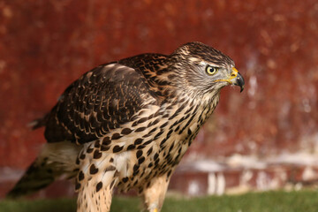 Close-up portrait of a beautiful and healthy falcon