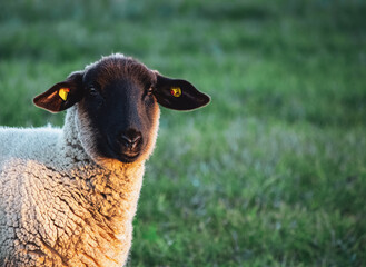 Naklejka premium Schaf im Sonnenuntergang