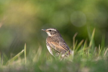 Fototapeta premium 可愛い野鳥 ツグミ