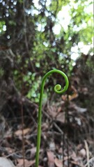 Fototapeta premium Fern in jungle