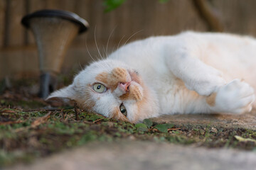 ごろーん　　茶白猫
