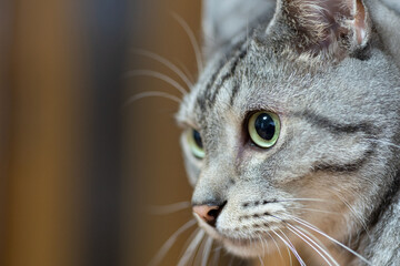 見つめる猫　　サバトラ猫