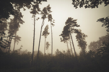tall trees in a foggy forest