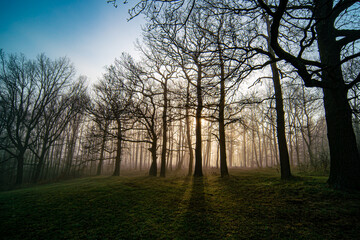 Panorama of morning forest in foggy weather