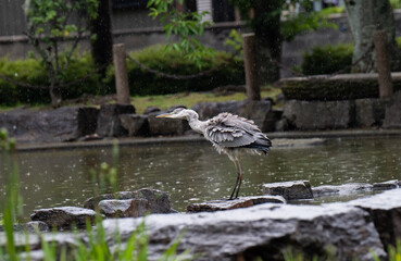 大きな鳥　アオサギ