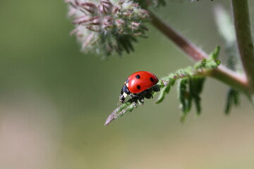 Insect | Insect