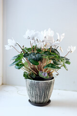 Beautiful white cyclamen flower in a ceramic flower pot as home plant.
