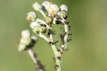 Insect | Insect