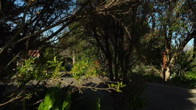 a wide shot through trees of a man riding a skateboard longboard down a hill
