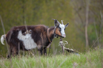Domestic goat