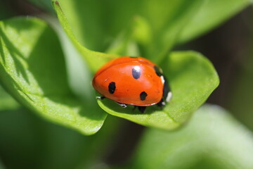 Insect | Insect