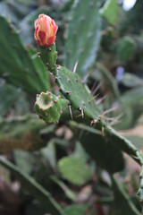 Red Flower Slender Cactus 