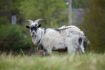 Domestic goat