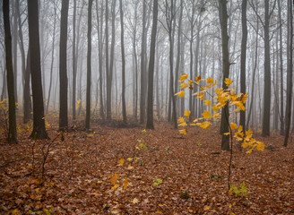 Fog in the  forest