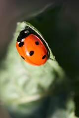 Insect | Insect