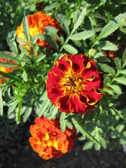 marigold