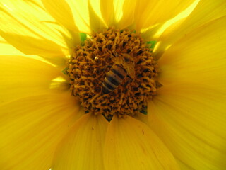 bee on a sunflower
