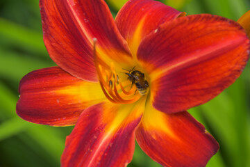 summer day in the garden outside meadow flowers