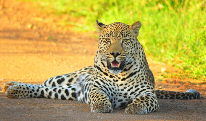 Leopard resting after the hunt, Kruger National Park, South Africa