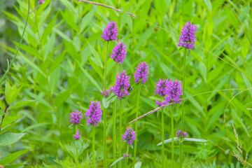 summer day in the garden outside meadow flowers