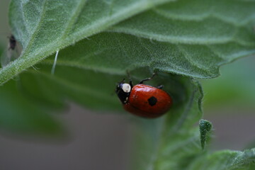Insect | Insect