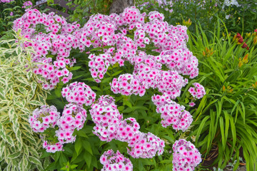 summer day in the garden outside meadow flowers