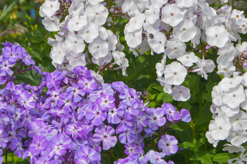 summer day in the garden outside meadow flowers