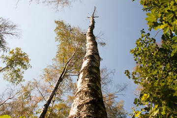 Fototapeta premium tree in the park
