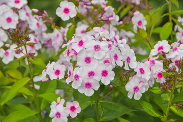 summer day in the garden outside meadow flowers