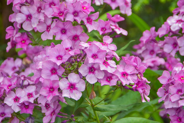summer day in the garden outside meadow flowers