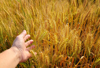 Wheat field in summer, harvest time