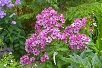 summer day in the garden outside meadow flowers