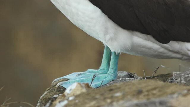 Blue-Footed Booby Colorful Feet Closeup Perched on Rock on Punta Pitt, San Cristobal Island, Galapagos